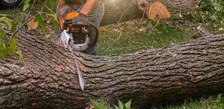 How Our Tree Care Process Works  in  Wright, WY